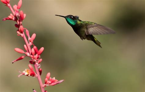 Hummingbird Hd Wallpapers Hd Wallpapers High Definition HD Wallpapers Download Free Images Wallpaper [wallpaper981.blogspot.com]