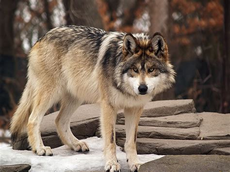 The Gop Wants To Make Sure The Mexican Gray Wolf Is A Real Species