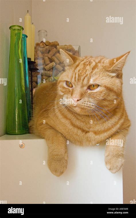 British Shorthair Ginger Cat Stock Photo Alamy