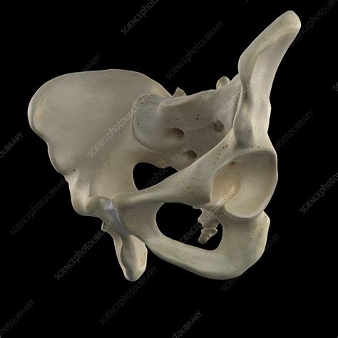 Human Hip Bone Artwork Stock Image F0093619 Science Photo Library