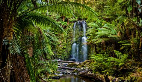 The Most Amazing Rainforests In Australia Mapquest Travel