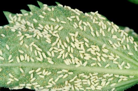 Springtails (collembolla) are tiny white arthropods that are often incorporated into terrariums and vivariums. How to Control Whitefly Problem on Houseplants