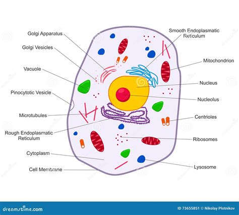 Como Es La Estructura De La Celula Animal Consejos Celulares