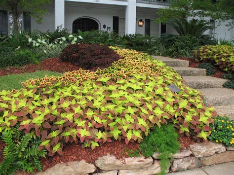 Hostas Perennials House Front Front Yard Front Landscaping