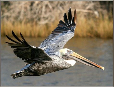 Photo: Beautiful New Orleans Brown Pelican On The Wing ... Visitors and residents can enjoy nearby pelican museums, golf courses and/or botanical gardens, including the cypress bend golf club at cypress.