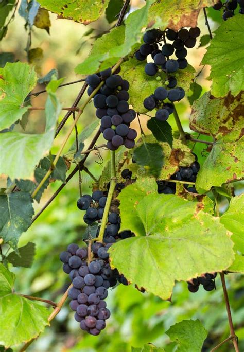 Bunch Of Red Grapes On The Vine With Green Leaves Stock Image Image