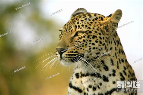 African Leopard Niche Leopards Panthera Pardus Predators Mammals