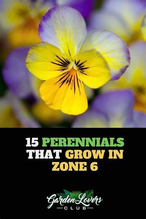 15 Perennials That Grow In Zone 6 Garden Lovers Club Perennials