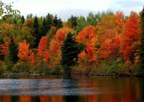 Wallpaper Landscape Lake Nature Reflection Pond Tree Autumn