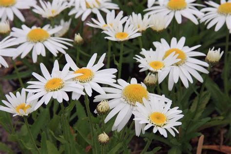 Leucanthemum Angel Factsheets Provender Nurseries Wholesale