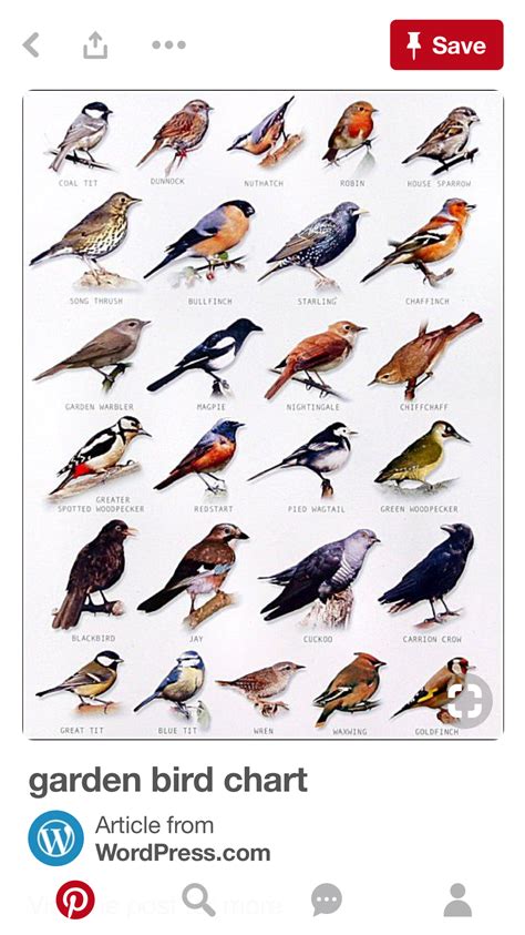 Pin By Wesley Dockstader On Aves Backyard Birds Bird Identification