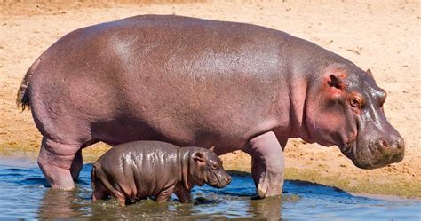Hipopótamos Animals Pics