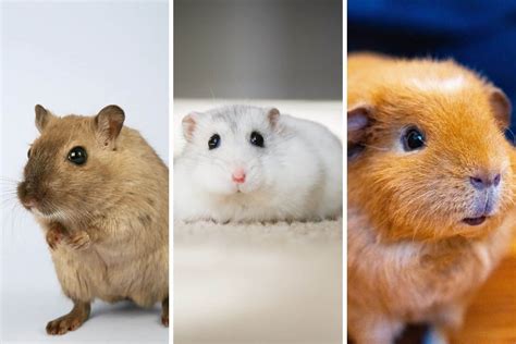 Gerbil Vs Hamster Vs Guinea Pig Find The Right Pet For You Kates