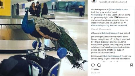 Artist Her Emotional Support Peacock Denied Entry On Flight Wsyx
