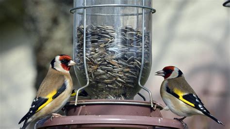 Attirer Les Oiseaux Dans Son Jardin