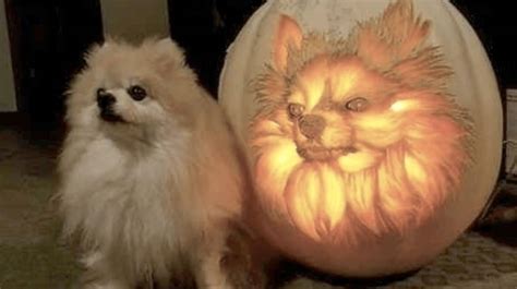 11 Brilliant Dog Themed Jack O Lanterns To Get You In The Pumpkin