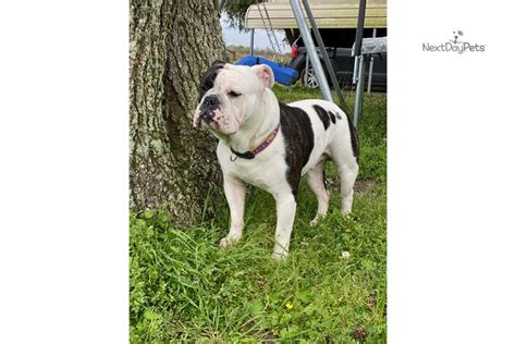 We did not find results for: Upcoming Breed: Olde English Bulldogge puppy for sale near Lafayette, Louisiana. | a1e2218e-b421