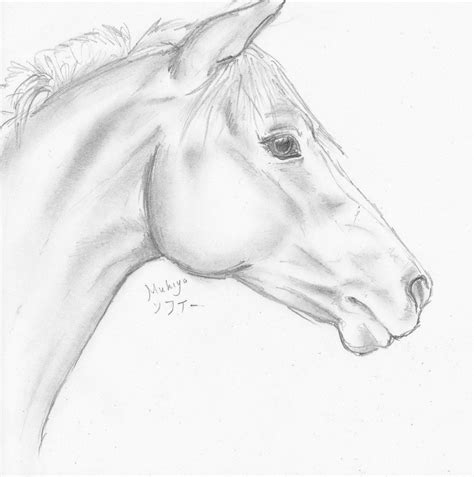 Horse Head Sketch By Horse Head Sketch By Mukiya Traditional Art