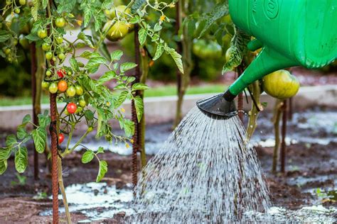 Watering Plants During A Heatwave Big Blog Of Gardening