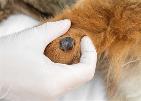 20 Pictures Of Dog Warts Veterinarian Advice