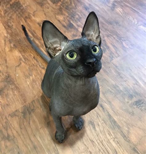 I also thought that this cat breed was ugly and i couldn't see the point of the breed. Five Unexpected Ways Cornish Rex For Sale Ottawa Can Make ...