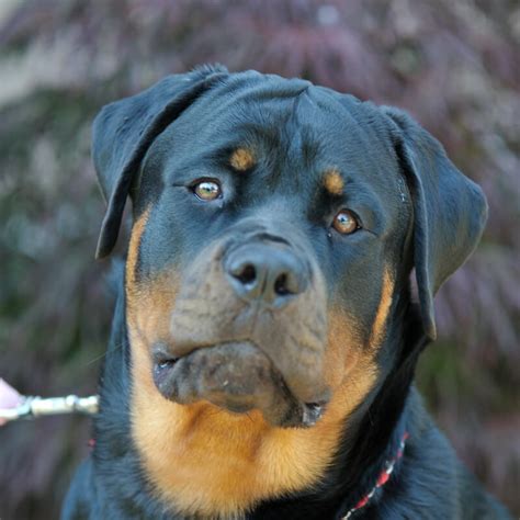 Are you looking for unusual, best, famous, and tough german rottweiler dog names?do you want great ideas for naming your rottie? 138 Female Rottweiler Names - Best Names for Girl Rottweiler Puppies | PetPress