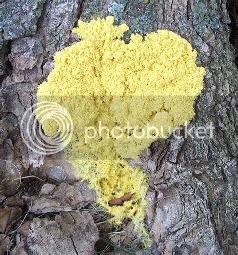 Albums 93 Pictures Pictures Of Yellow Mold Full Hd 2k 4k