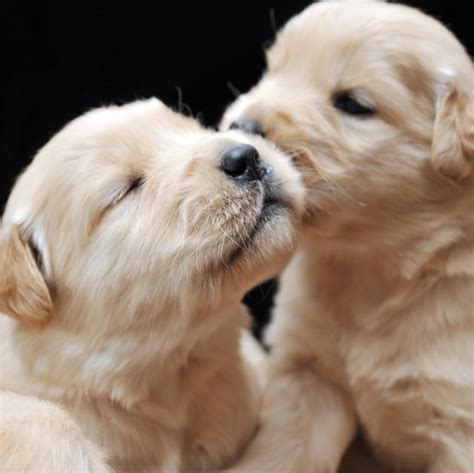 Cute Newborn Puppies