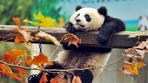 Hd Wallpaper Panda Bear Wood Cute Wild Animal Leaves Autumn