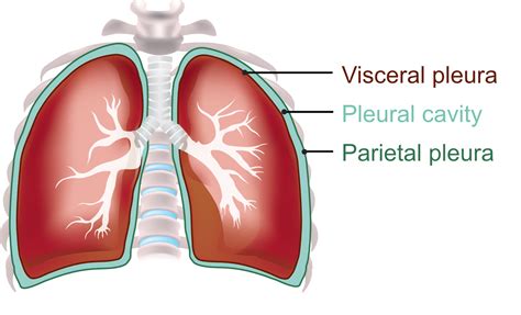 Pleura Pulmonar Anatomia Função Planeta Biologia