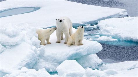 Climate Change Last Refuge For Polar Bears Is Vulnerable To Warming