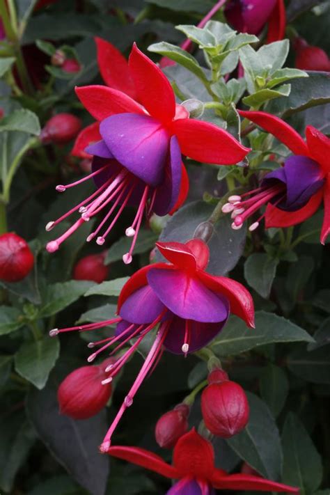 While these plants can be perennial garden plants in warm climates, fuchsias are usually grown as. Fuchsia Fuchsia X Hybrid Aretes Jollies Nantes from ...
