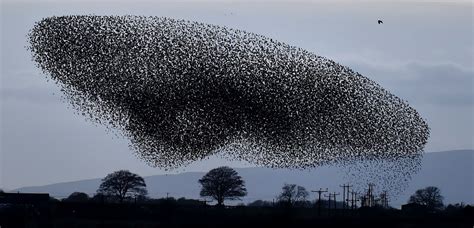 Photographer Owen Humphreys Captures Thousands Of Starlings Starting