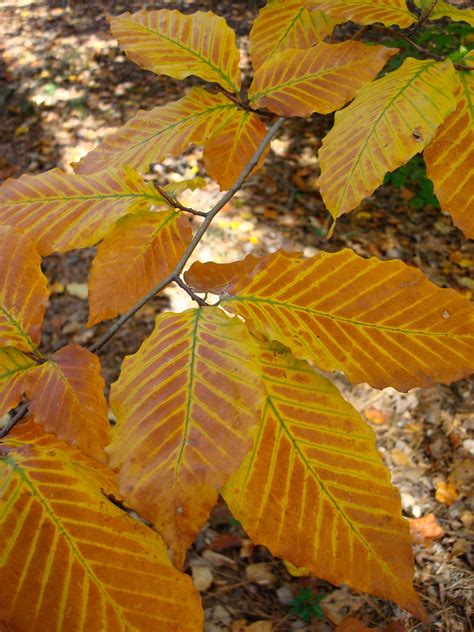 Beech Leaves In Fall Woodlands Garden
