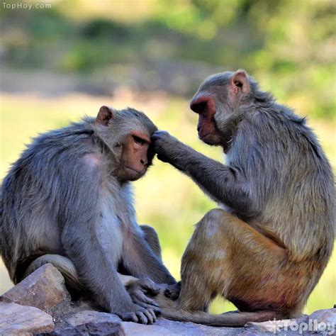 Monos Expurgando A Otro Tophoy