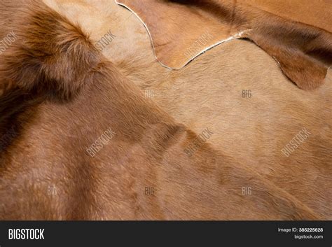 Animal Hair Fur Cow Image And Photo Free Trial Bigstock