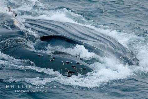 Humpback Whale Lunge Feeding On Krill Megaptera Novaeangliae Photo