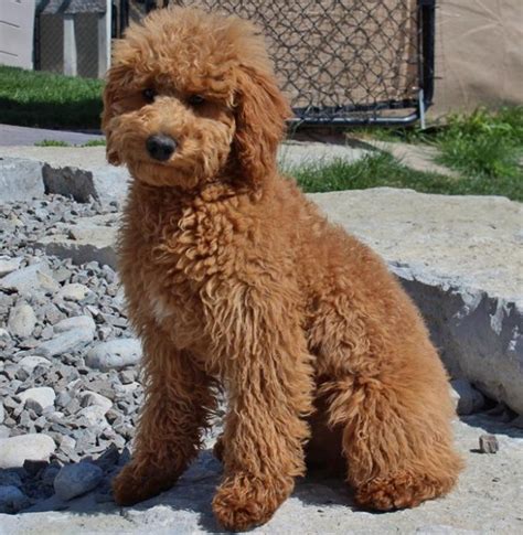 In addition to our own dogs, we partner with other trusted breeders that hold to the same, ethical breeding standards as ourselves, to bring you our beautiful goldendoodle puppies! Mini Goldendoodle Ohio | Mini Goldendoodle