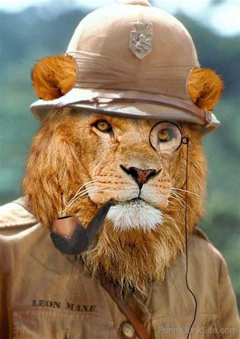 Funny Lion Pictures