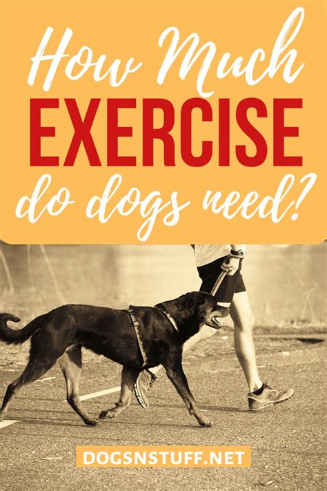 Vitamin k helps with blood clotting. How Much Exercise Does a Dog Need Every Day in 2020 (With ...