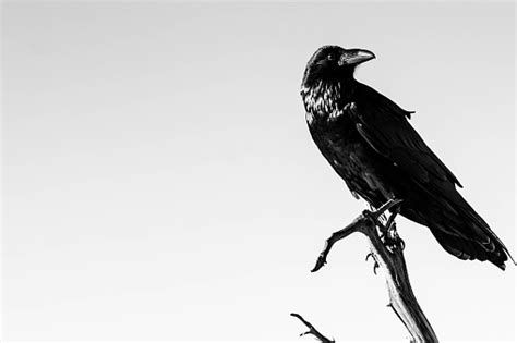 Best 500 Raven Pictures Hd Download Free Images On Unsplash