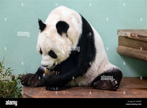 Female Giant Panda Tian Tian Or Sweetie At Edinburgh Zoo Scotland