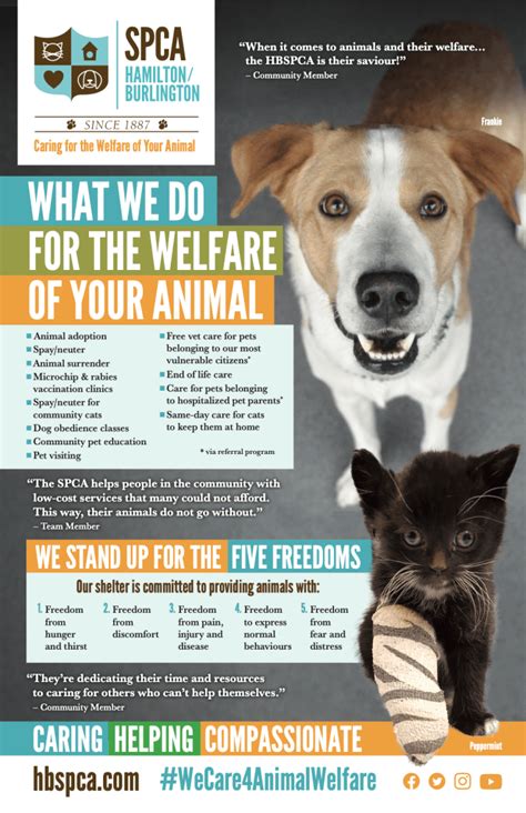 New Campaign Launches To Promote Animal Welfare In Hamilton And
