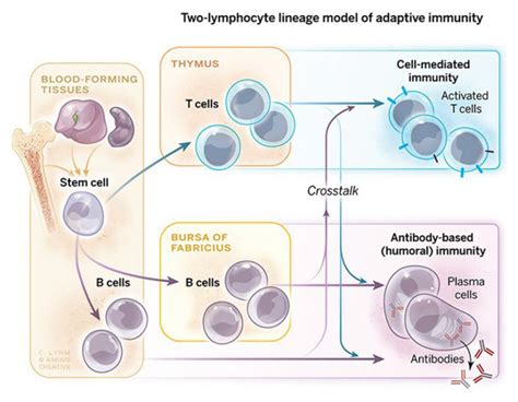 B And T Cells—the Organizing Principle Of The Adaptive Immune System