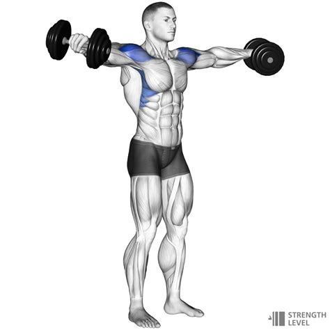 Dumbbell Lateral Raise Standards For Men And Women Kg Strength Level