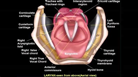 Ent Easy Larynx Animation Seen From Above Youtube