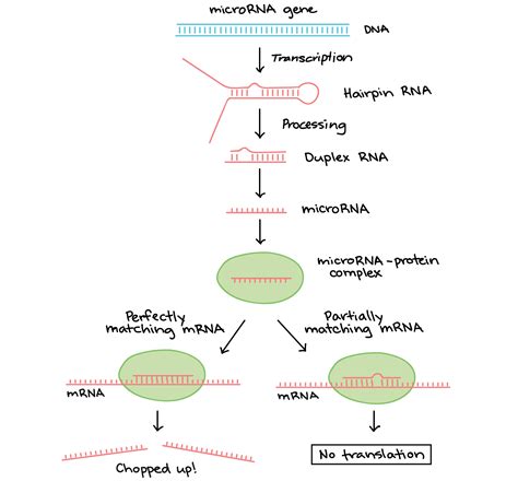 transcription biology for majors i