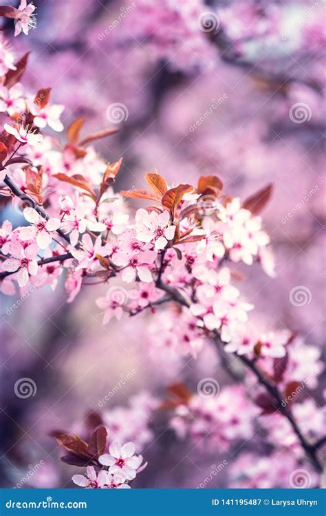 Blossoming Pink Flower Background Natural Wallpaper Japanese Cherry