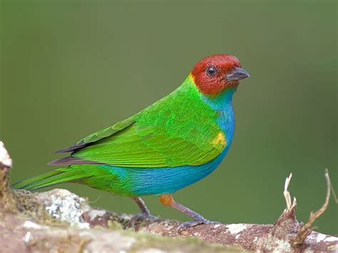 Costa Ricas Most Beautiful Birds Worldatlas