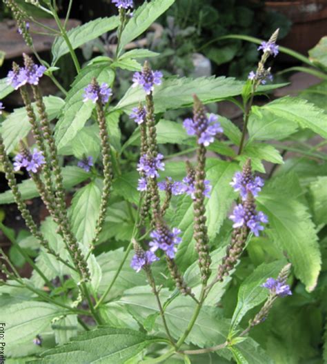 Para Qu Sirve La Verbena Planta Medicinal Conocida Por Sus